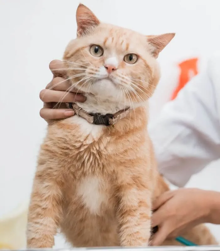 Orange cat held gently during a veterinary exam