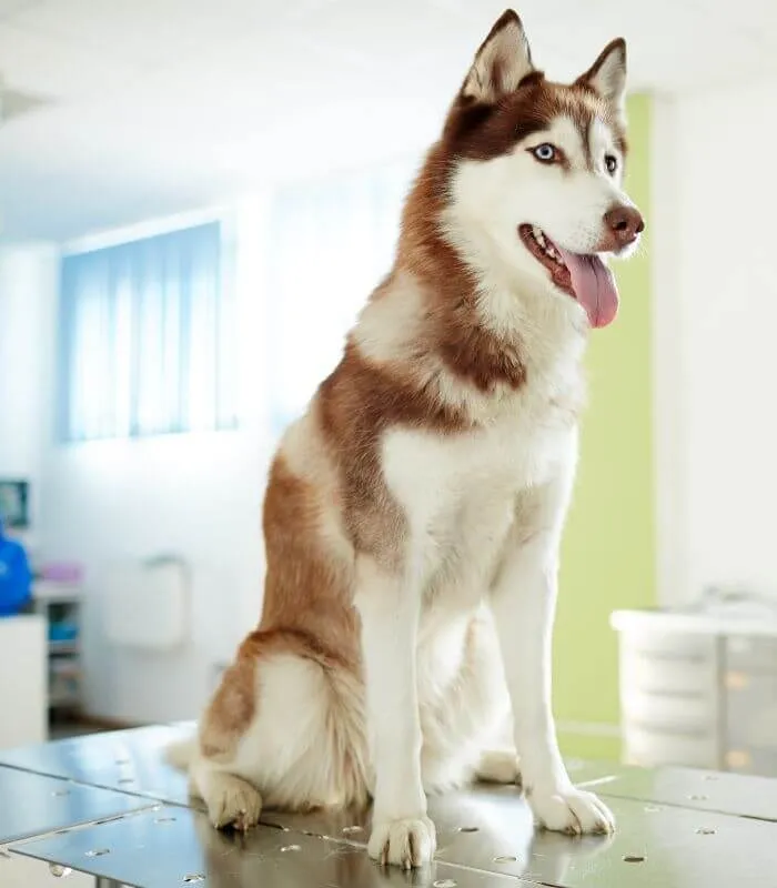 Husky sitting on an exam table in a bright clinic
