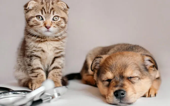 Tabby kitten sitting beside a sleeping puppy