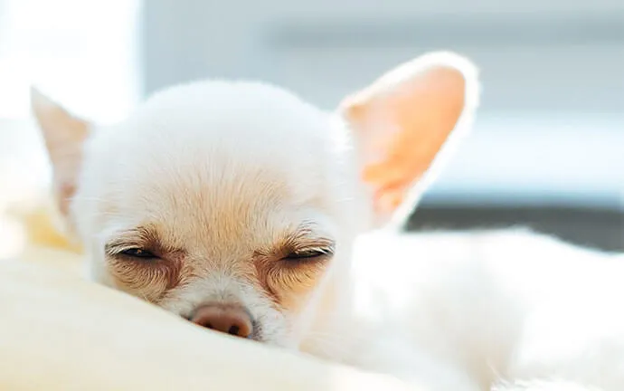Small white dog sleeping on a blanket