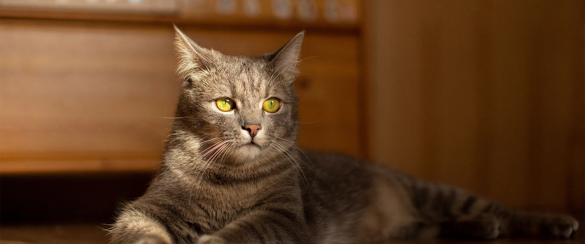 Tabby cat lying on a wooden floor