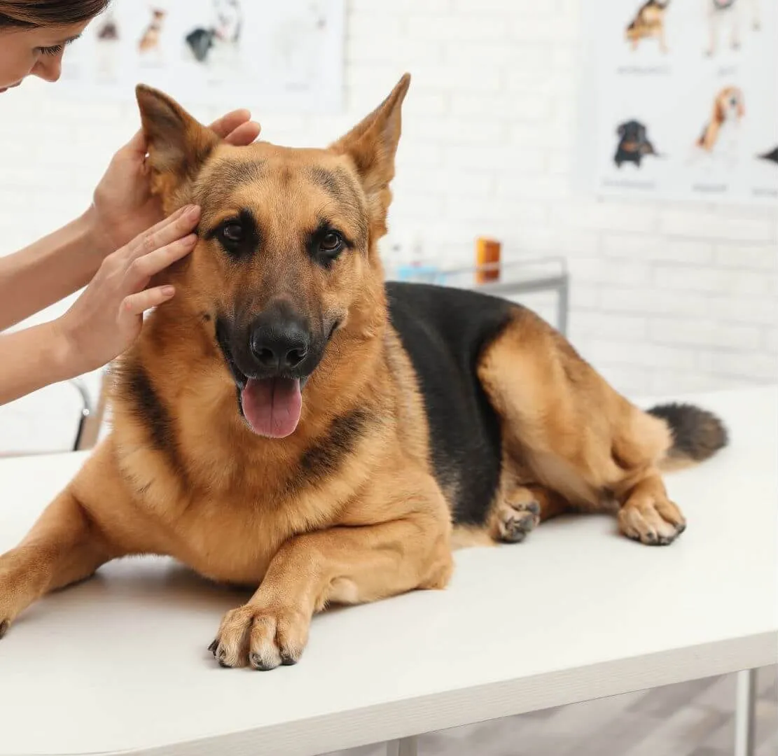 German shepherd resting on an exam table during a checkup