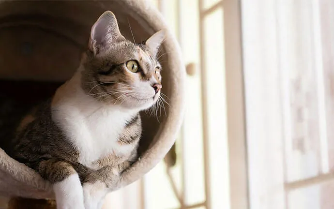 Tabby cat looking out a window