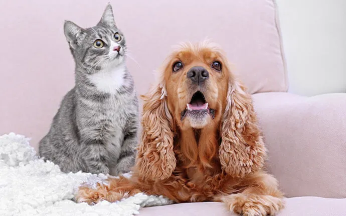 Tabby cat and cocker spaniel sitting together