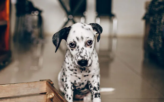 Dalmatian puppy standing indoors