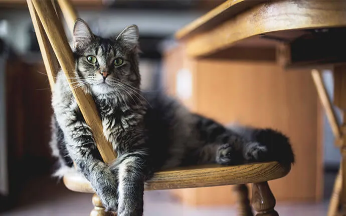 Gray tabby cat lying on a wooden chair