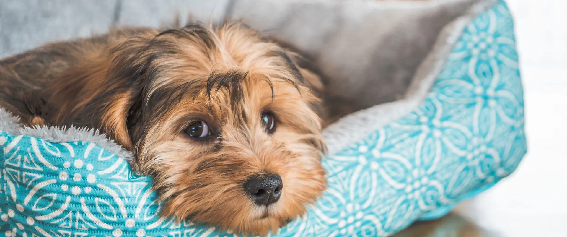 Yorkshire terrier lying in a blue dog bed
