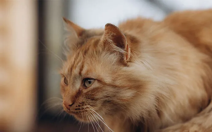 Orange cat lying down