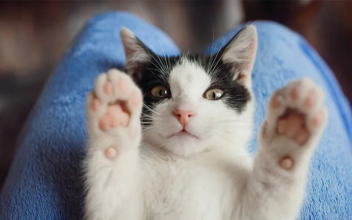 Black and white cat sitting on a person's lap with its paws up