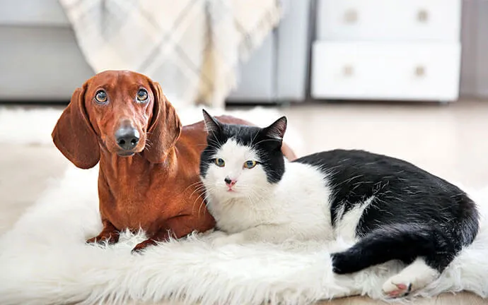 Dachshund and black and white cat lying together