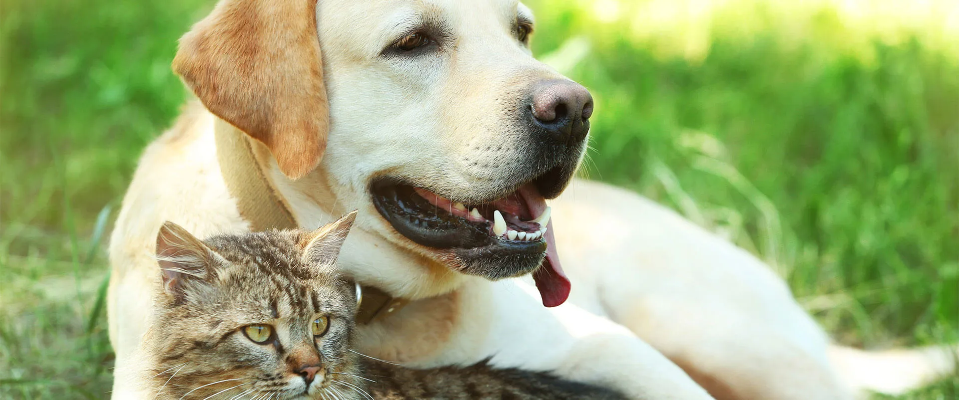 Yellow Labrador and tabby cat lying in the grass