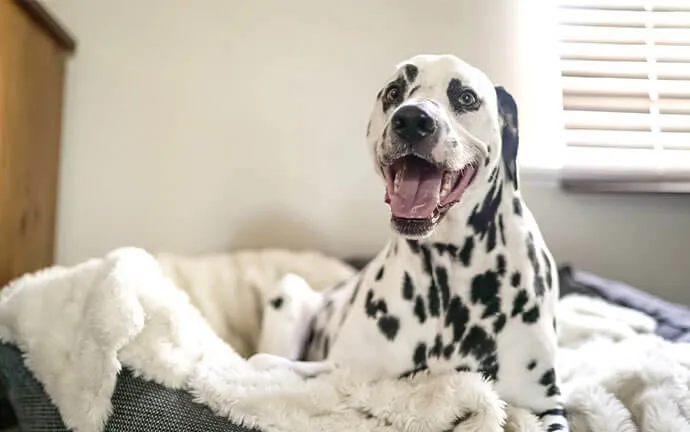 Dalmatian sitting in a dog bed