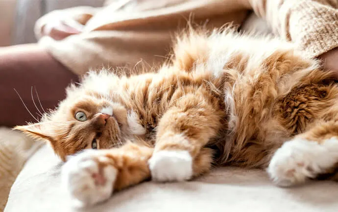 Fluffy orange cat lying on its back on a bed