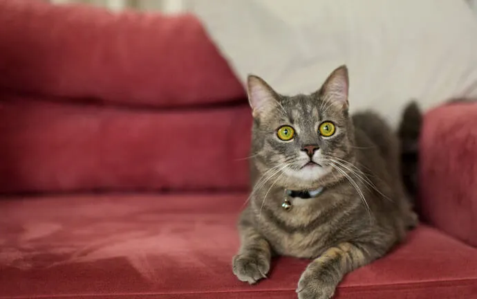 Gray tabby cat lying on a red couch