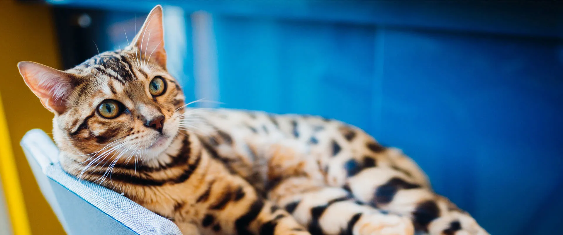Bengal cat lying on a blue couch