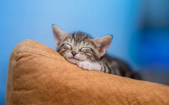 Tabby kitten asleep on a cushion
