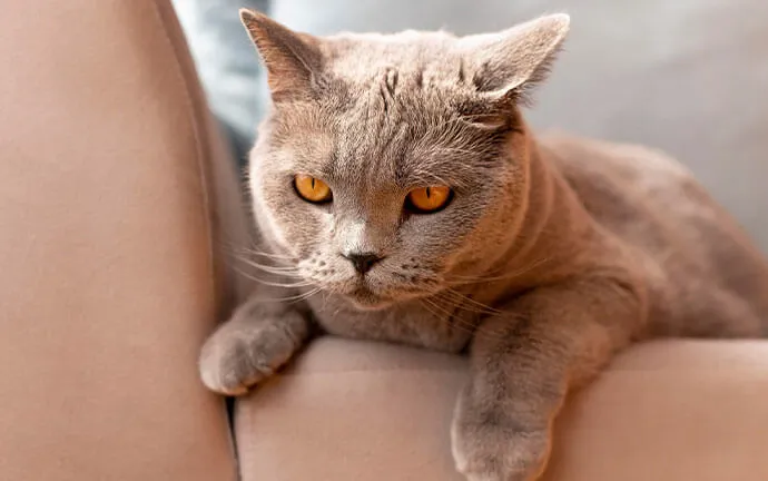 Gray cat resting on the arm of a couch