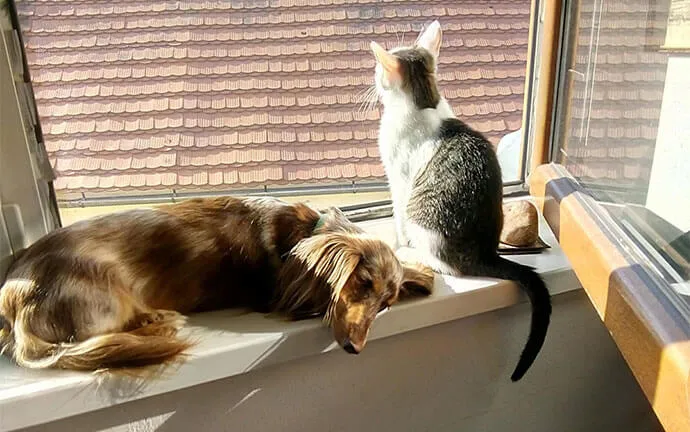 Long-haired dachshund lying in a sunny window while a cat sits on the sill