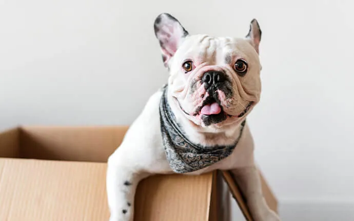 French bulldog leaning over the edge of a cardboard box