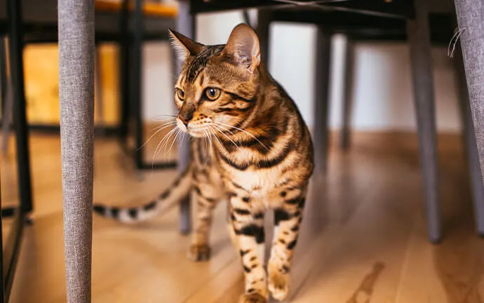 Bengal cat walking across a wooden floor