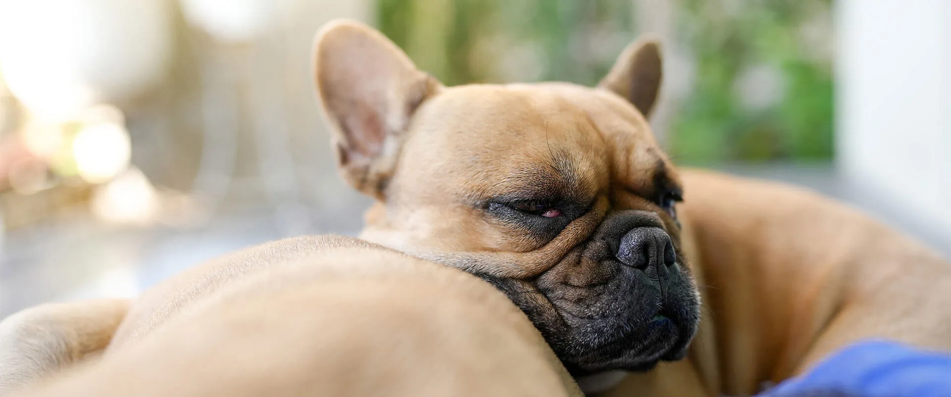French bulldog lying on a couch