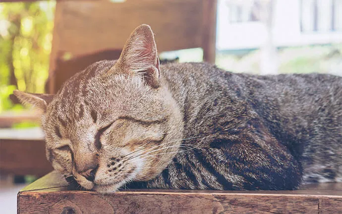 Tabby cat sleeping peacefully on a wooden table