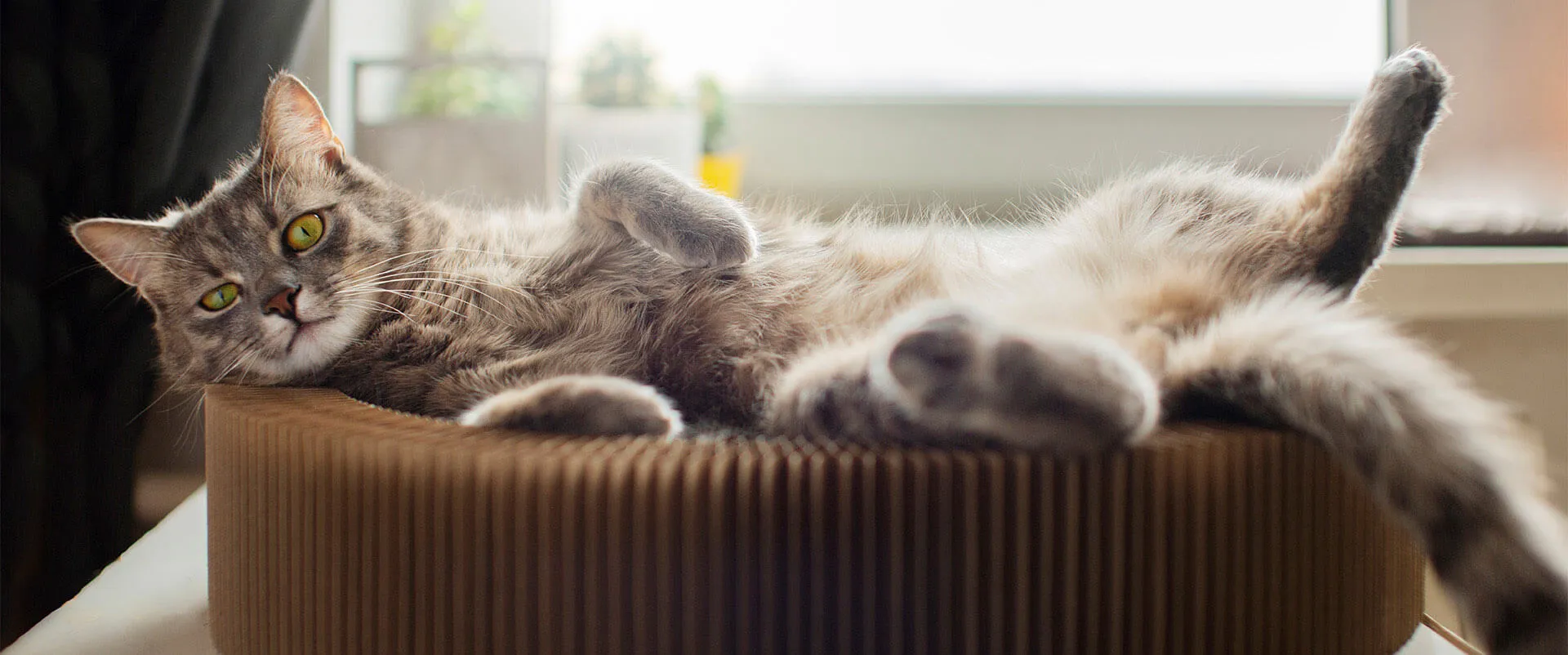 Gray cat resting on its back in a round cat bed