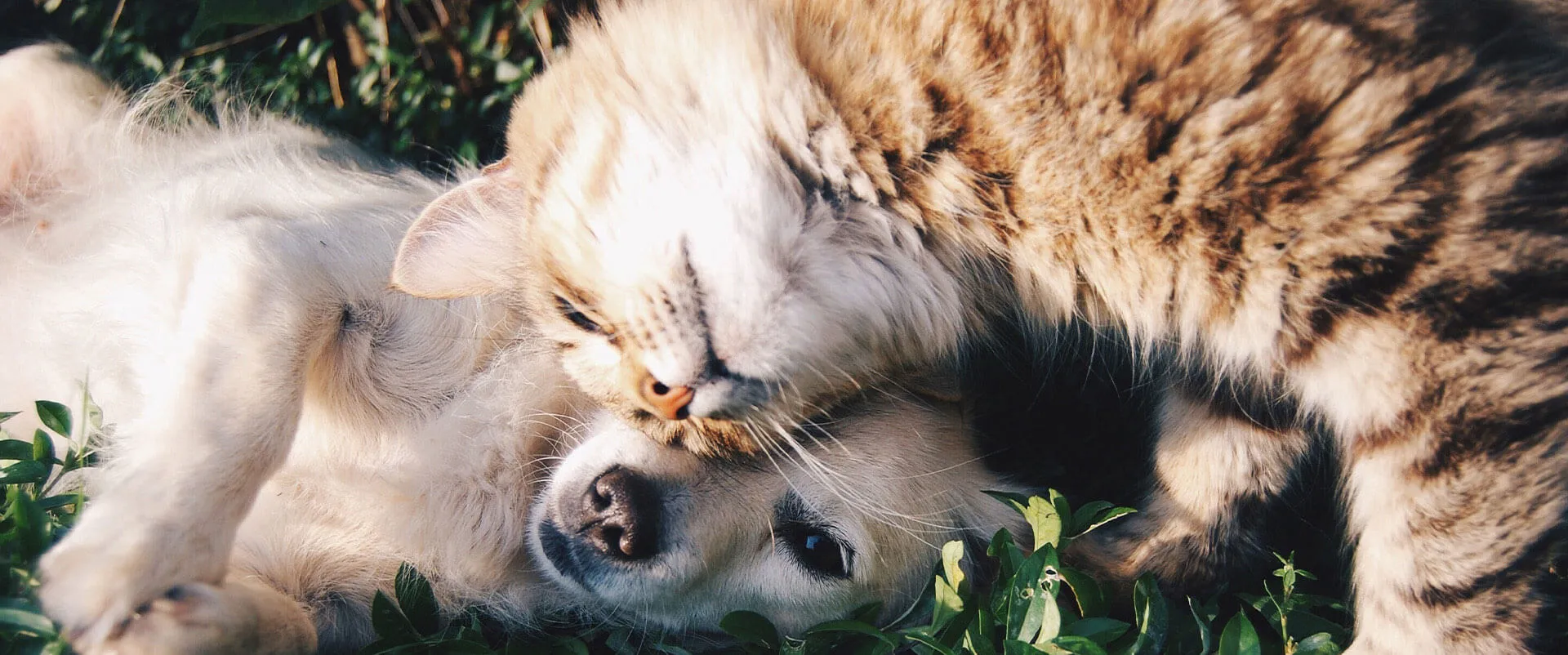 Kitten and puppy cuddling together in the grass