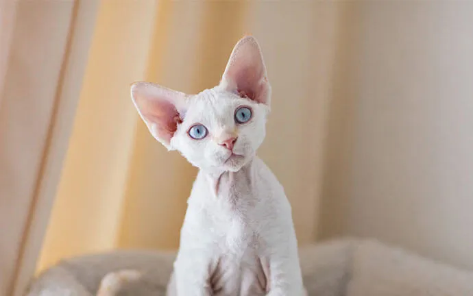 White Devon Rex kitten sitting on a bed