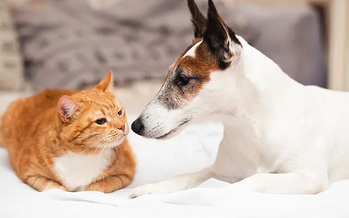 Orange cat and white dog lying face to face