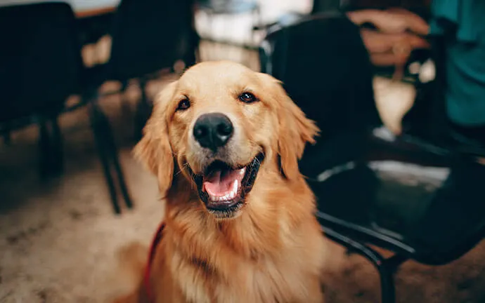 Smiling golden retriever sitting indoors