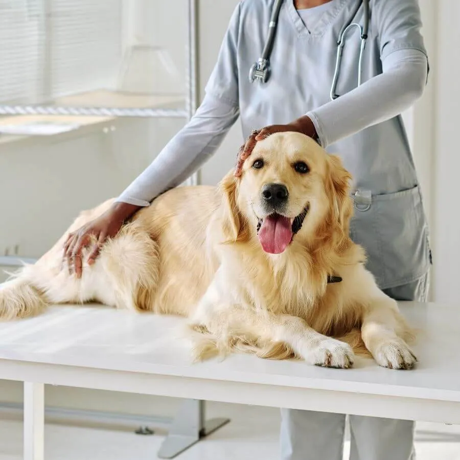 Veterinarian examining a golden retriever on an exam table