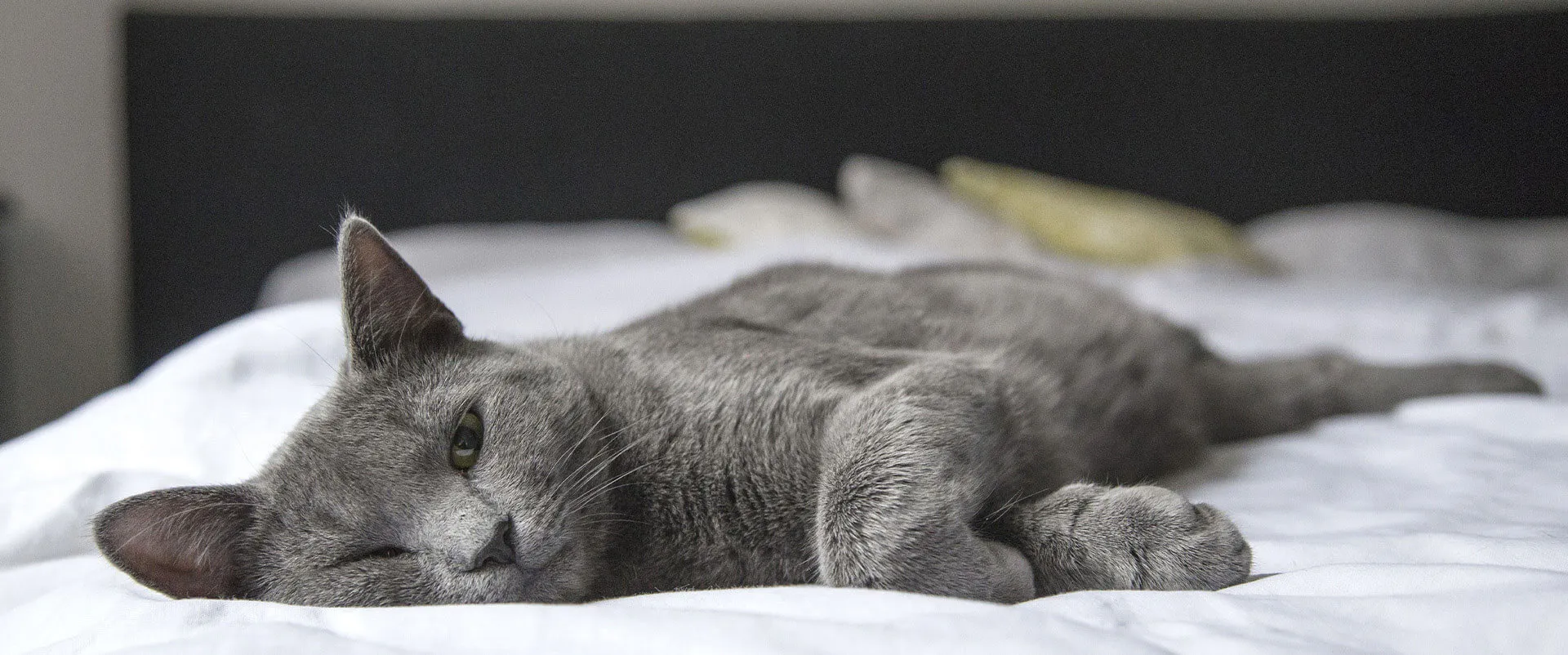 Gray cat stretched out on a white blanket