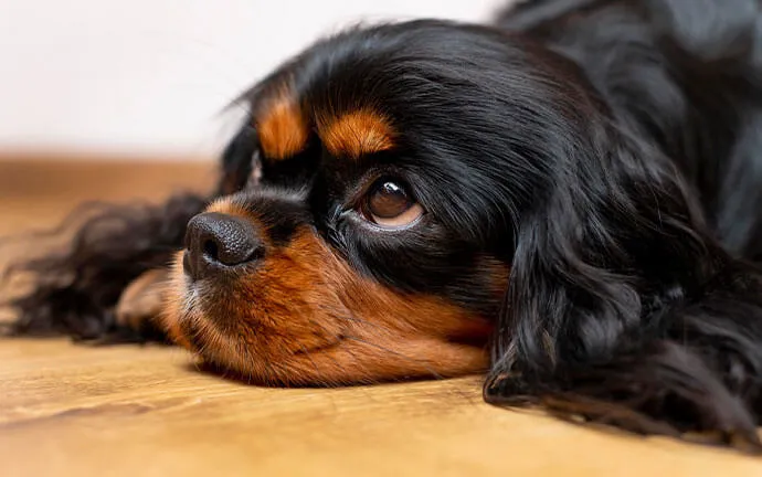 Cavalier King Charles spaniel lying on the floor