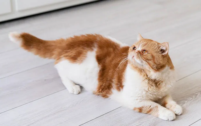 Orange and white cat crouching on a white floor