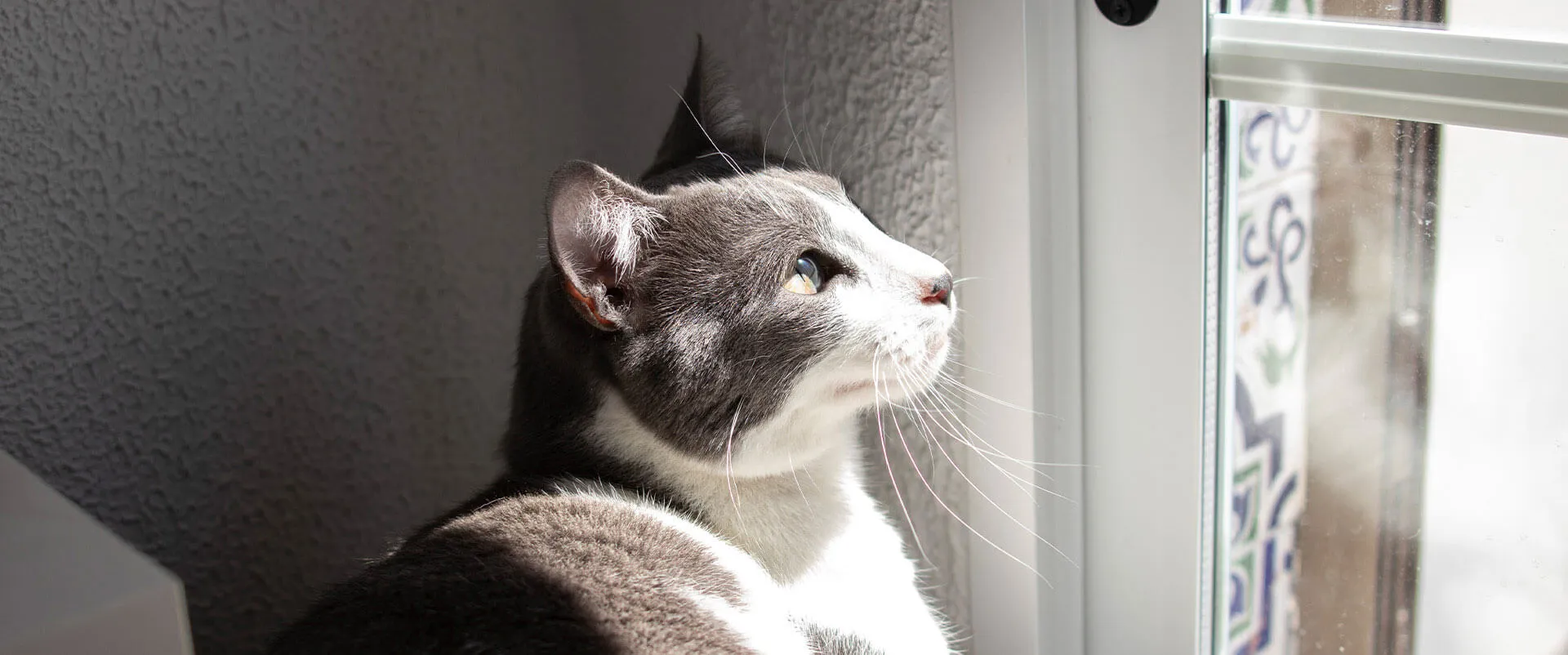 Gray and white cat looking out a window