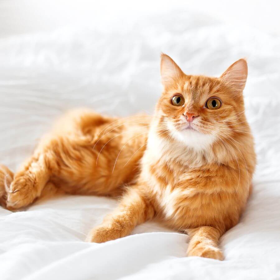 a cat lying on a bed