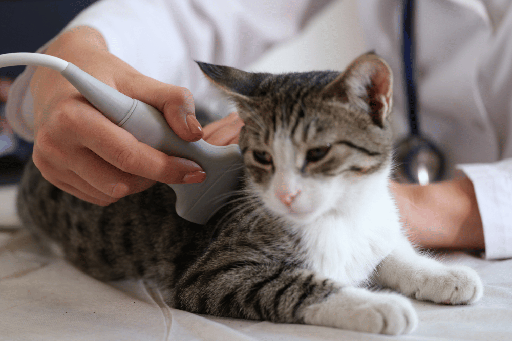 a person doing ultrasound on cat 