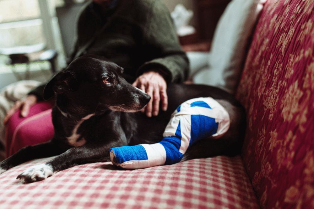 a dog with a bandaged leg on a couch