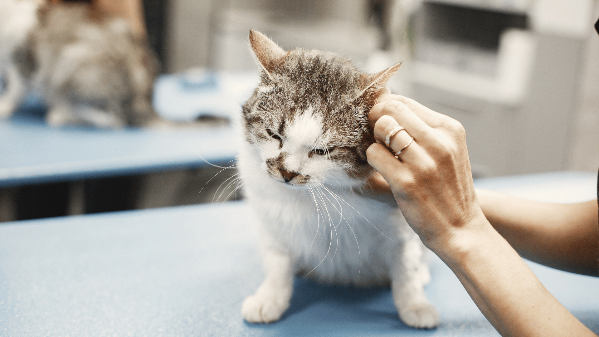 Pet Allergies In Fayetteville, AR | LocalVet Urgent Care