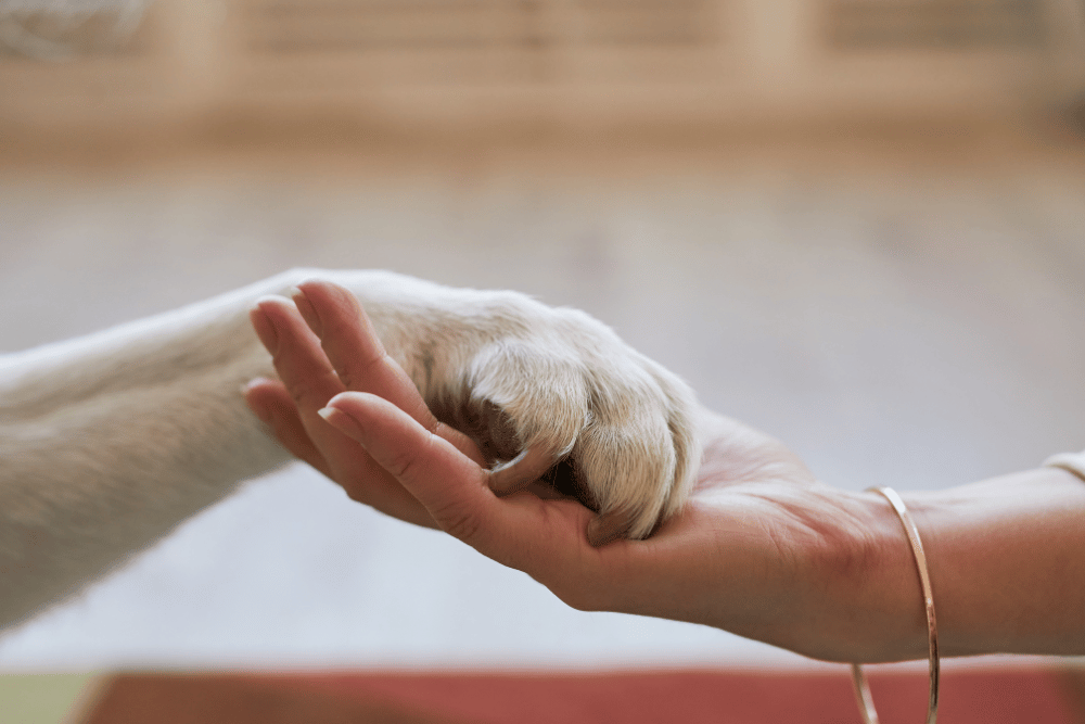 a dog paw and a hand