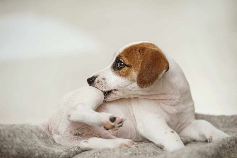 a dog biting a paw