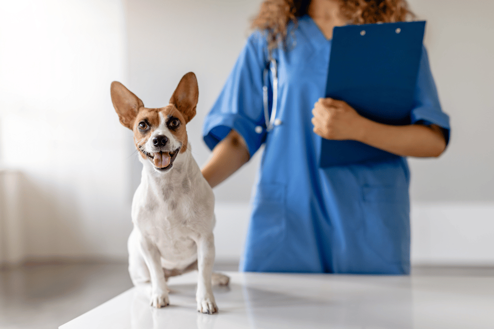 a dog sitting on a table with a person in blue scrubs