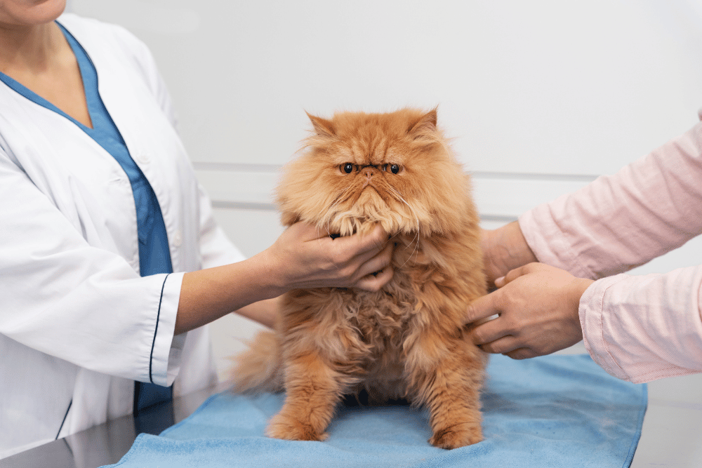 Pet Urgent Care In Fayetteville, AR | LocalVet Urgent Care