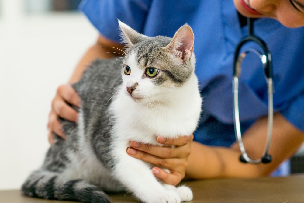 a person holding a cat